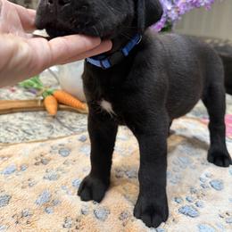 Cane Corso Puppies from KJ Cane Corso