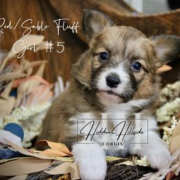 Red.Sable FLUFF Girl 5 Kept Tail - Sable female Pembroke Welsh Corgi puppy in Locust Grove, Oklahoma from Hidden Hillsides Corgis