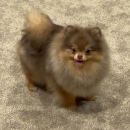 Fetish - Pomeranian