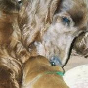 Irish Setter Puppies from Ambition Irish Setters