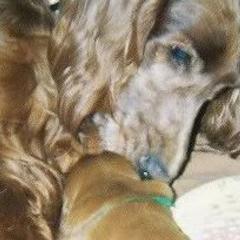 Irish Setter Puppies from Ambition Irish Setters