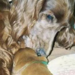 Irish Setter Puppies from Ambition Irish Setters