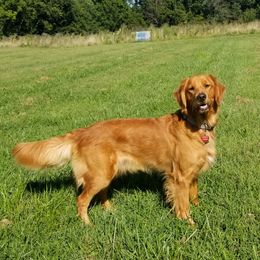Golden Retrievers from Christina Kane's Golden Retrievers
