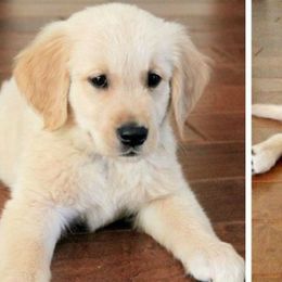 Golden Retriever Puppies from Family Loved Golden Retrievers