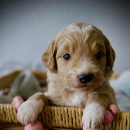 Last pick Female - Apricot female Goldendoodle puppy in Mc Arthur, California from California Golden Love