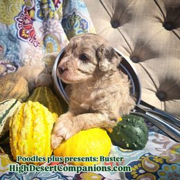 Aussiedoodle, Poodle, and Toy Australian Shepherd Puppies from High Desert Companions