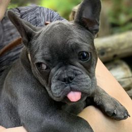 French Bulldogs from Frenchieinnovations