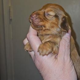 Girl 2 - Chocolate female Dachshund puppy in Lansing, Michigan from Black Thunder 517 Cane Corso and Dachshunds and frenchies