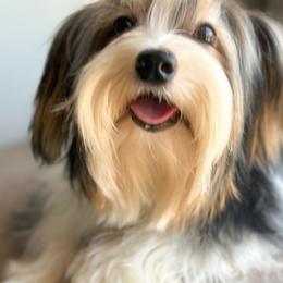 Lumière - Black tan and white male Biewer Terrier puppy in California from Skyridge Puppies