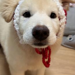 Jindo All Grown Up from Hwarang Kennel Korean Jindo | 화랑 진돗개