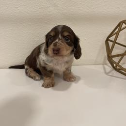 Rose - Dapple female Dachshund puppy in Fort Gibson, Oklahoma from Cooper’s Dachshunds