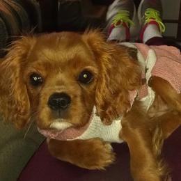 Penny - Cavalier King Charles Spaniel
