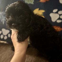 Asher - Black and white male Cockapoo puppy in Murphy, North Carolina from Christina’s Puppy Utopia