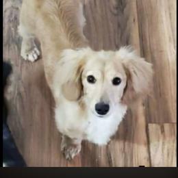 Nixan - Cream male Dachshund puppy in Springdale, Washington from TNT MINI DACHSHUNDS