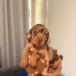 Chocolate Dapple Female - Dapple female Dachshund puppy in Long Beach, California from CasadeWeens
