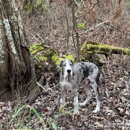 Great Dane Puppies from Rough Diamond Danes