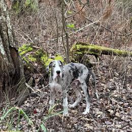Great Dane Puppies from Rough Diamond Danes