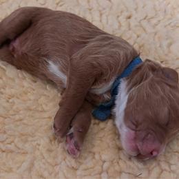 Blue - Red  male Goldendoodle puppy in Guntersville, Alabama from Carefree Goldendoodles