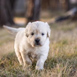 Boy 2 - Light golden male Golden Retriever puppy in Waco, Texas from Coconut Cream Goldens