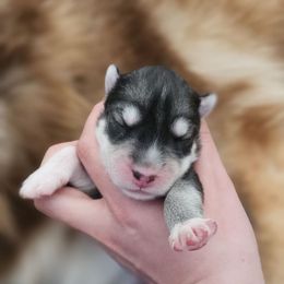 Palm - Gray and white female Siberian Husky puppy in Lakebay, Washington from Cascade Siberians