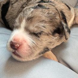 Bernedoodle, Cockapoo, and Goldendoodle Puppies from Avery Doodle Day LLC