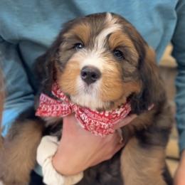 Bernedoodle, Cavapoo, and Goldendoodle Puppies from Blackberry Farm Puppies