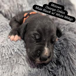 Motown - Black male Great Dane puppy in Brooksville, Florida from Follow My Lead Great Danes