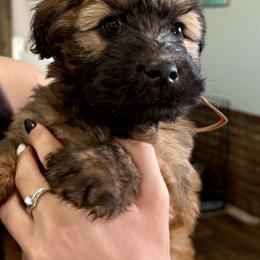 Brown Collar - Wheaten male Soft Coated Wheaten Terrier puppy in Dragoon, Arizona from Wild West Wheatens