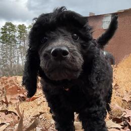 Emberly - Black and white female Aussiedoodle puppy in Monroe, North Carolina from The Klepper Homestead