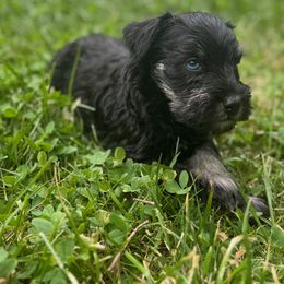 Miniature Schnauzer Puppies from Home Sweet Home Schnauzers