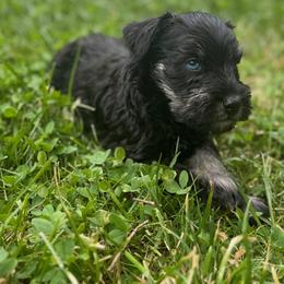 Miniature Schnauzer Puppies from Home Sweet Home Schnauzers