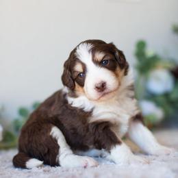 Lily - Red tri-color female Aussiedoodle puppy in Tonopah, Arizona from Kae's Kennels