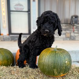 Black - Black male Poodle puppy in Tecumseh, Nebraska from Double Down Doodles & Poodles