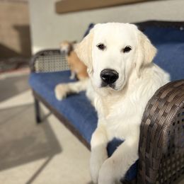 Payson - Golden Retriever