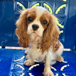 Brinley - Cavalier King Charles Spaniel