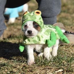 Pia Boy 4 - White and tan male Russell Terrier puppy in Middletown, Virginia from DBF Russell Terriers