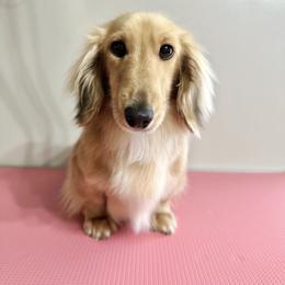Dolly - Dachshund