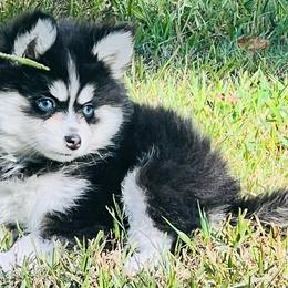 Tennessee Girl 2 - Black and white female Pomsky puppy in Monroe, Georgia from Beastly Beauties Huskies & Pomskies