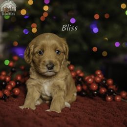 Purple Collar - Apricot female Australian Labradoodle puppy in Cashmere, Washington from Mountain Home Doodles