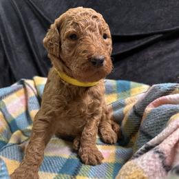 Yellow - Goldendoodle puppy from Mount Doodles