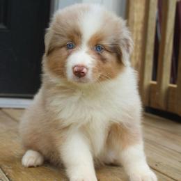 Dinah - Red merle female Australian Shepherd puppy in Star City, Arkansas from Blush & Lace Aussie Co.