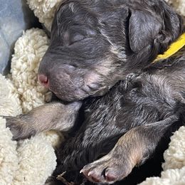 Poodle Puppies from Ladybug Poodles