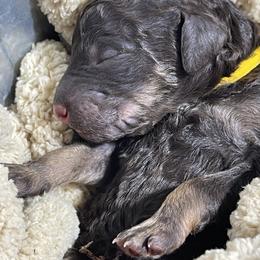 Poodle Puppies from Ladybug Poodles