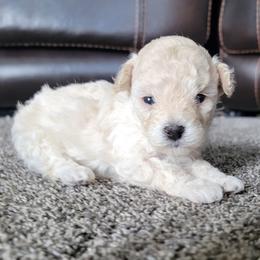 Poodle Puppies from Caboodles Of Poodles