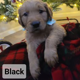 Golden Retriever Puppies from Catherine's Goldens