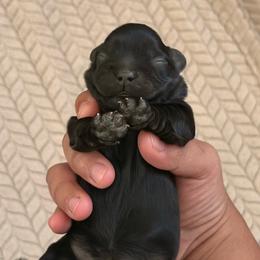 Girl 1 - Black female Shorkie puppy in San Tan Valley, Arizona from Great Mates