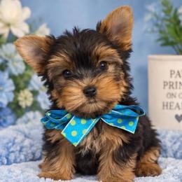 Cute Boy - Blue and gold male Yorkshire Terrier puppy in Stanton, California from Essence of Grace Yorkies