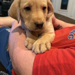 Black Male (yellow) - Yellow male Labrador Retriever puppy in Moore, Oklahoma from Okiehuntinboyz Labrador Retrievers
