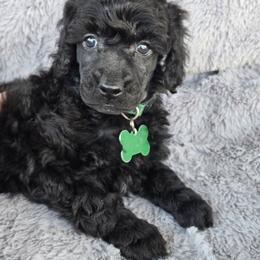 Charles - Black male Poodle puppy in Bauxite, Arkansas from Mountain Ridge Poodles