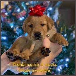 Labrador Retriever Puppies from Spring Water Labs of the Carolinas